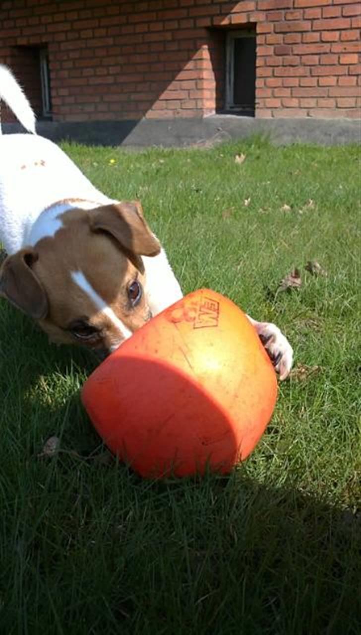 Dansk svensk gaardhund Anton billede 14