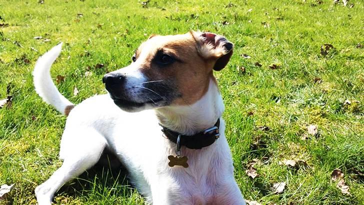 Dansk svensk gaardhund Anton billede 15