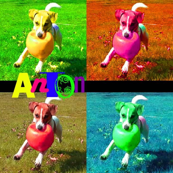 Dansk svensk gaardhund Anton billede 16