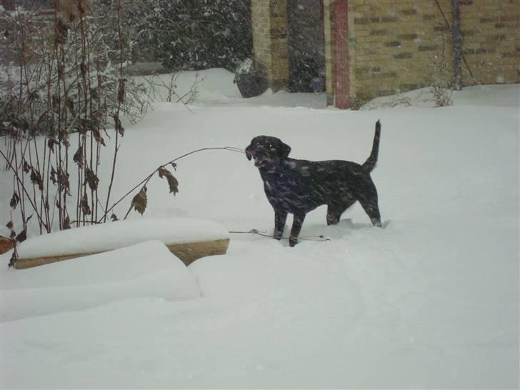 Labrador retriever Aggie billede 4