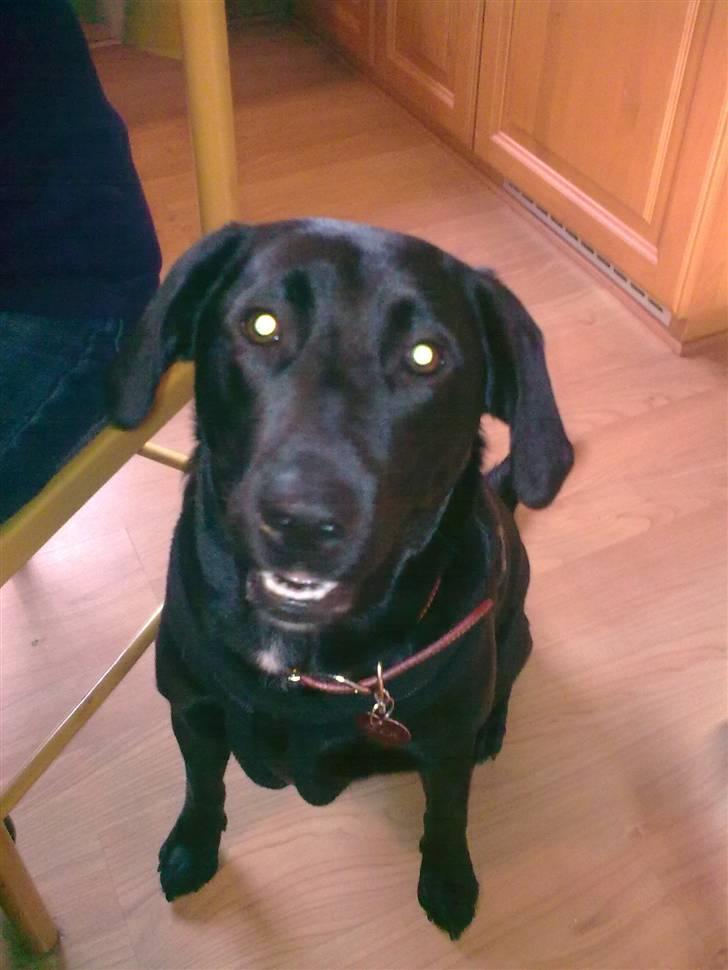 Labrador retriever Aggie billede 5