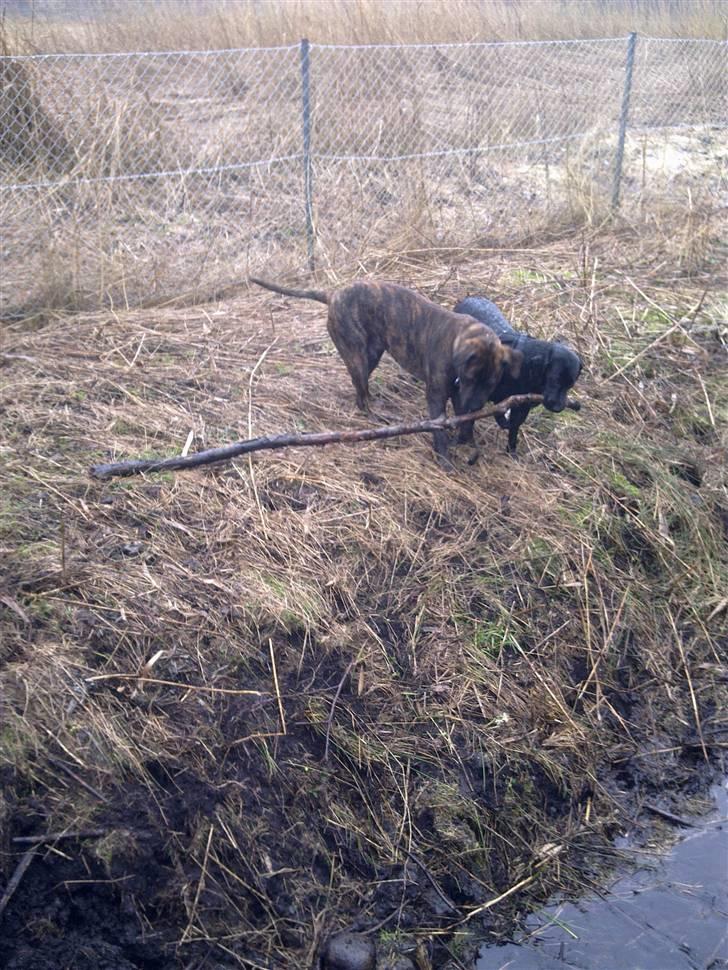 Labrador retriever Aggie billede 6