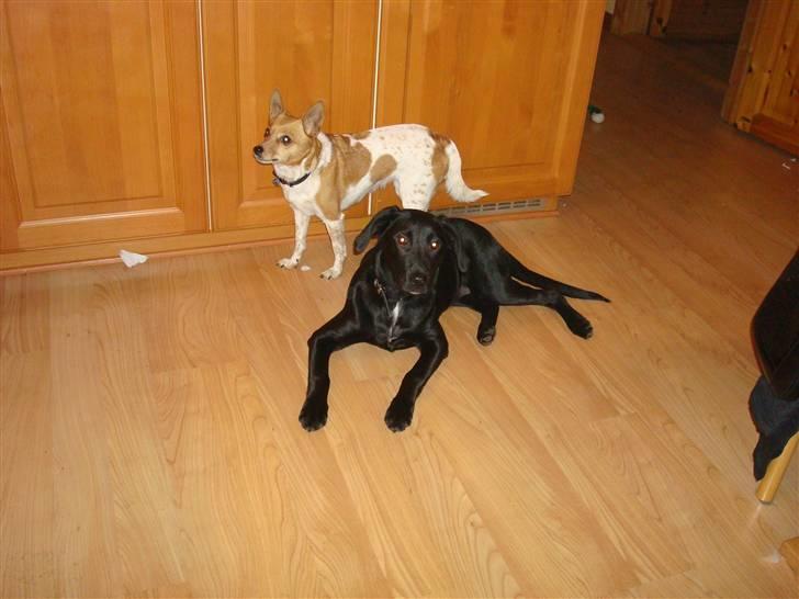 Labrador retriever Aggie billede 7