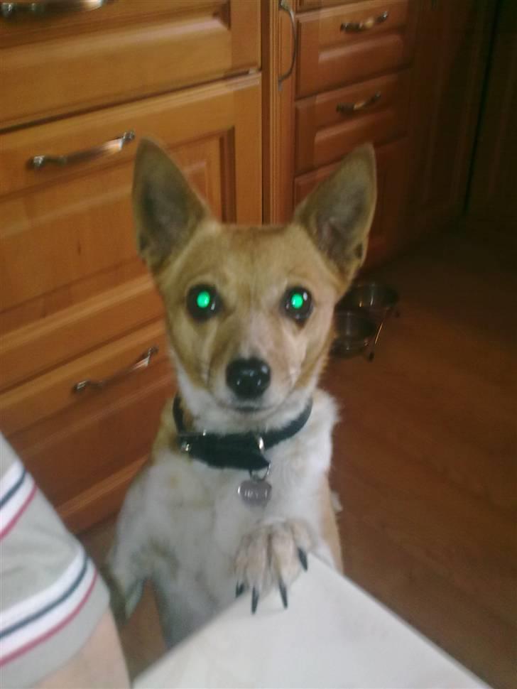 Blanding af racer Daisy billede 3