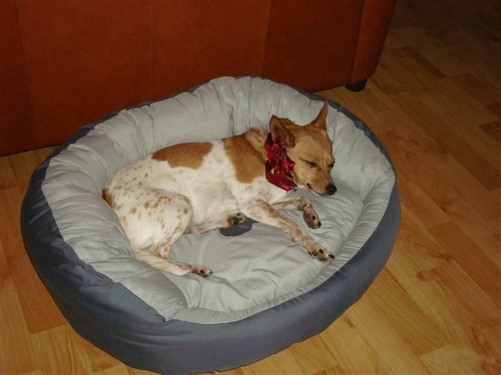 Blanding af racer Daisy billede 4