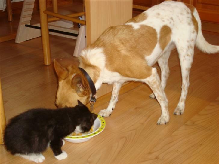 Blanding af racer Daisy billede 5