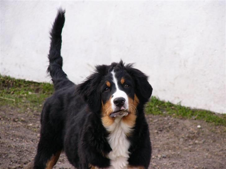 Berner sennenhund Freja - Smukke Freja d.2 April 2010. 16 uger gammel. billede 8