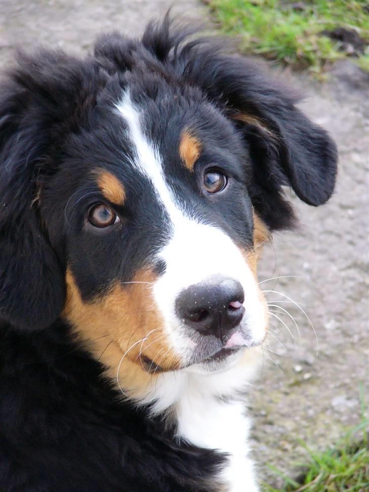 Berner sennenhund Freja - SÅÅÅ smuk og dejlig!!!! 16 uger gammel billede 9
