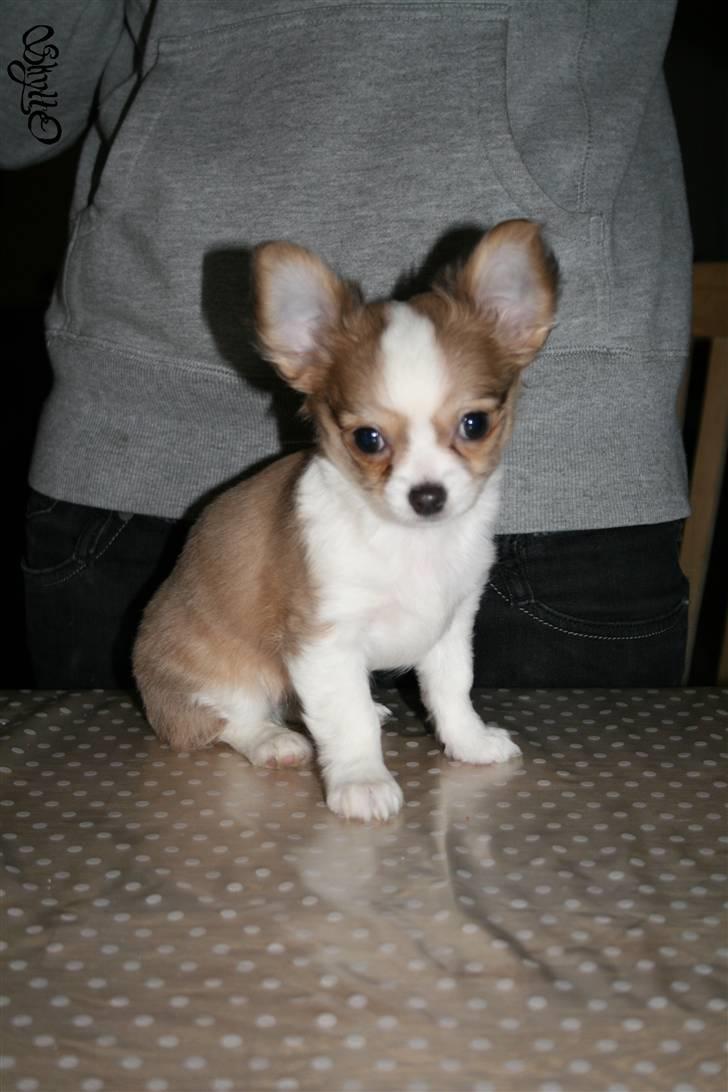 Chihuahua Maslaks Ada - 72 dage gammel billede 6