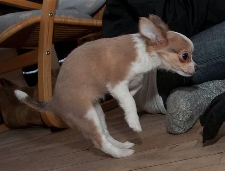 Chihuahua Maslaks Ada - 5 mdr billede 5