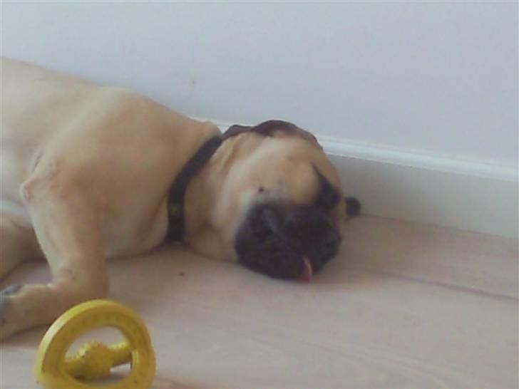 Bullmastiff Boulevard of Fame Hector - Var meget tør i munden da han vågnede... billede 7