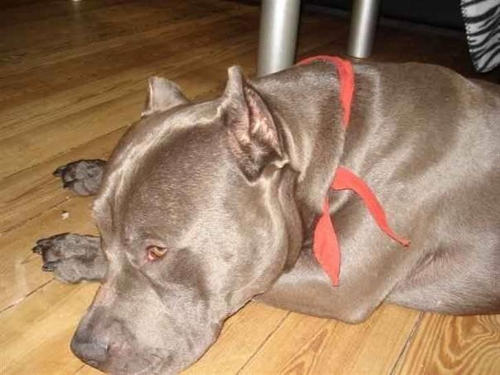 Amerikansk staffordshire terrier Bom Bom billede 2