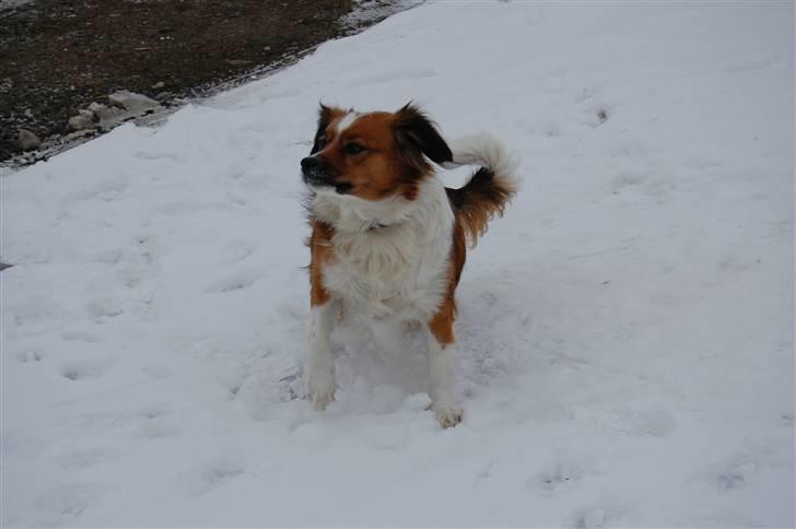 Blanding af racer Sally billede 19