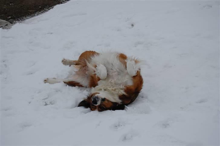 Blanding af racer Sally billede 20