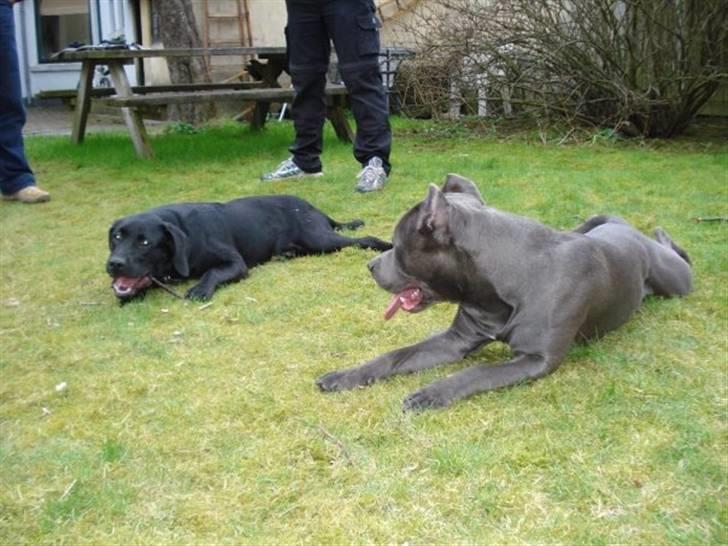 Amerikansk staffordshire terrier Bom Bom billede 3