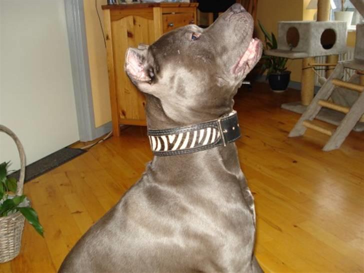 Amerikansk staffordshire terrier Bom Bom billede 4