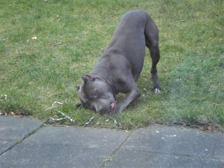 Amerikansk staffordshire terrier Bom Bom billede 5