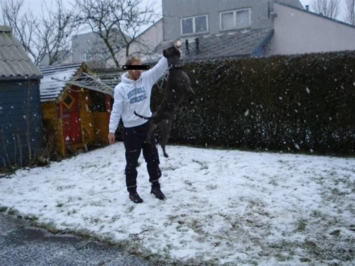 Amerikansk staffordshire terrier Bom Bom billede 6