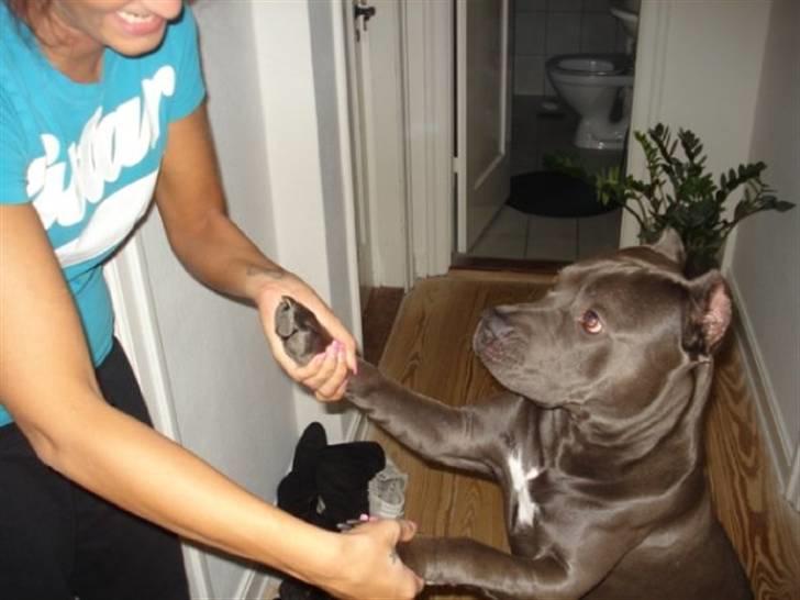 Amerikansk staffordshire terrier Bom Bom billede 7