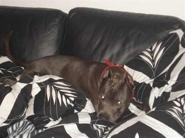 Amerikansk staffordshire terrier Bom Bom billede 8