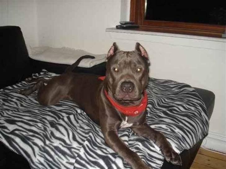 Amerikansk staffordshire terrier Bom Bom billede 9