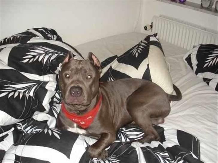 Amerikansk staffordshire terrier Bom Bom billede 10