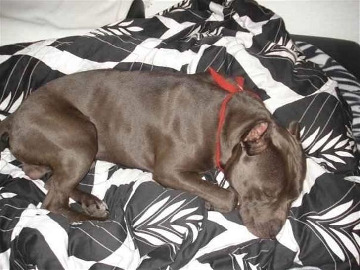 Amerikansk staffordshire terrier Bom Bom billede 11