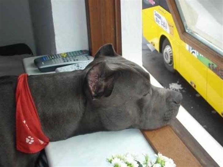 Amerikansk staffordshire terrier Bom Bom billede 12