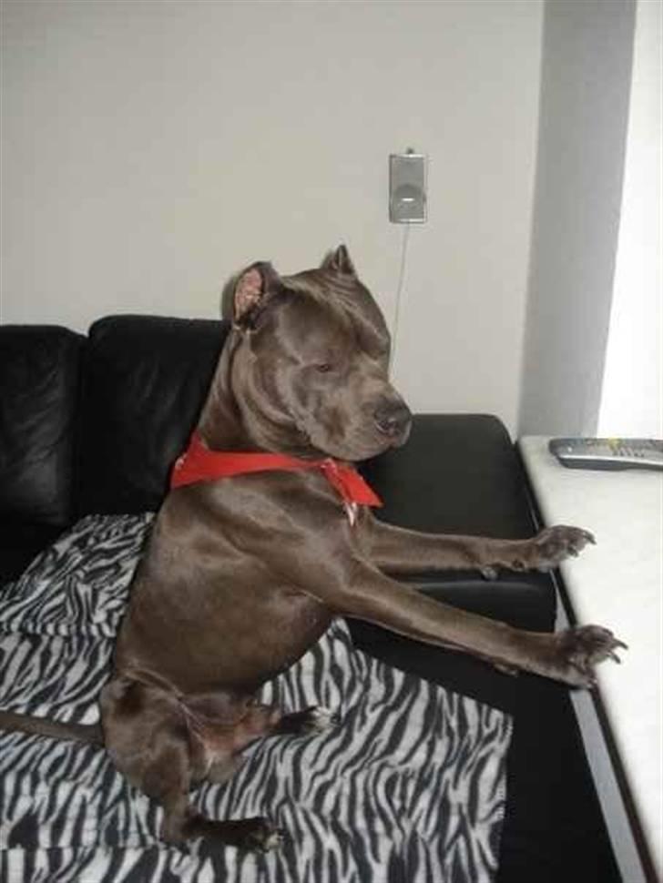 Amerikansk staffordshire terrier Bom Bom billede 13