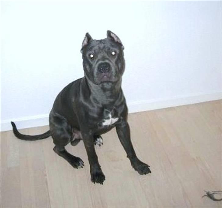 Amerikansk staffordshire terrier Bom Bom billede 14