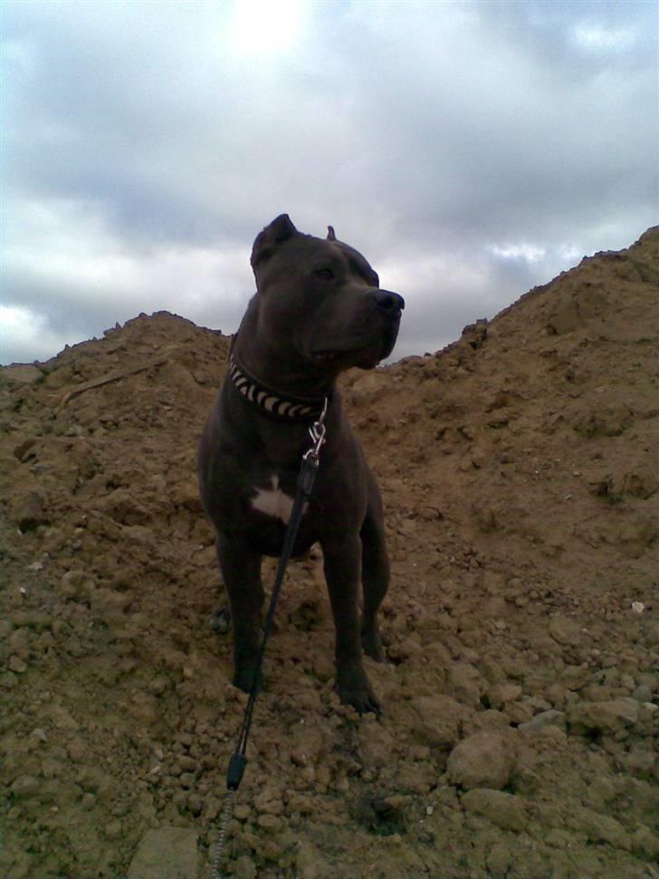 Amerikansk staffordshire terrier Bom Bom billede 15