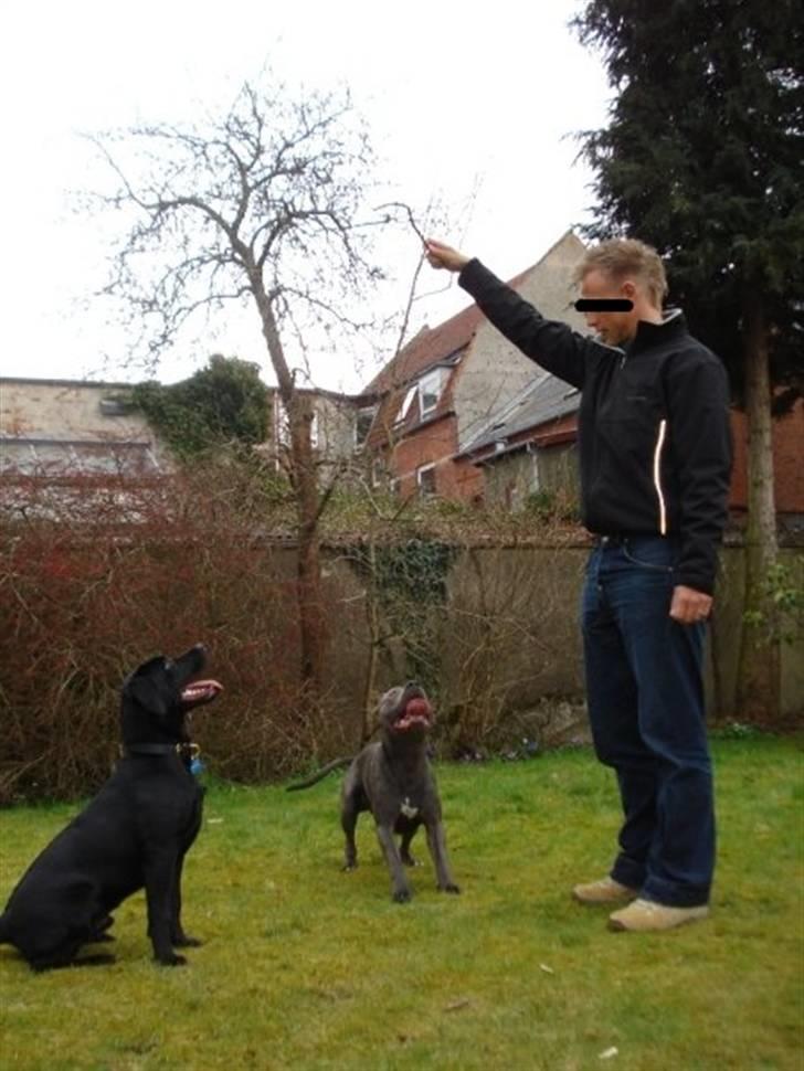 Amerikansk staffordshire terrier Bom Bom billede 16