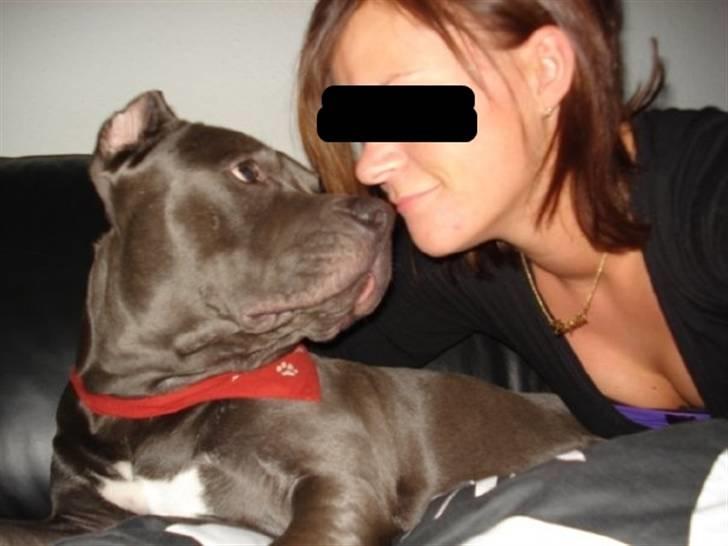 Amerikansk staffordshire terrier Bom Bom billede 17