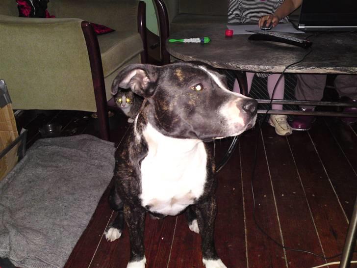 Amerikansk staffordshire terrier Kenzo billede 1