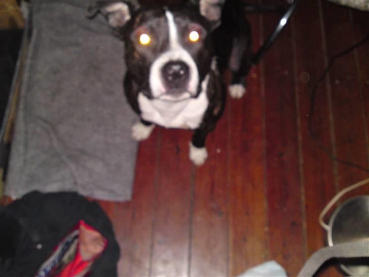 Amerikansk staffordshire terrier Kenzo billede 2