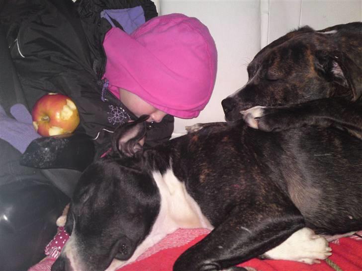 Amerikansk staffordshire terrier Kenzo billede 3