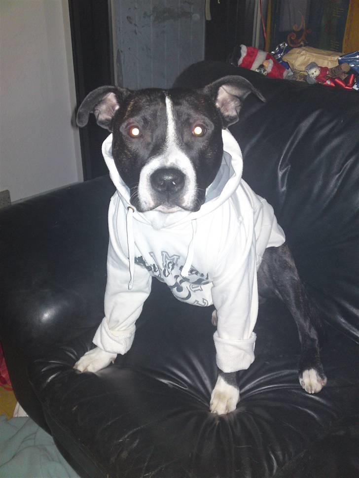 Amerikansk staffordshire terrier Kenzo billede 4