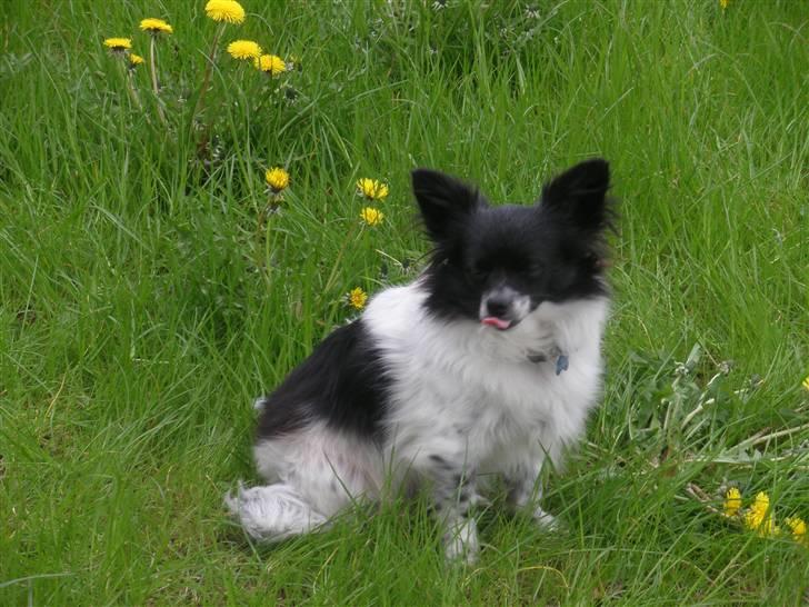 Blanding af racer Keld chihuahua/papillon - Keld der hygger sig billede 5