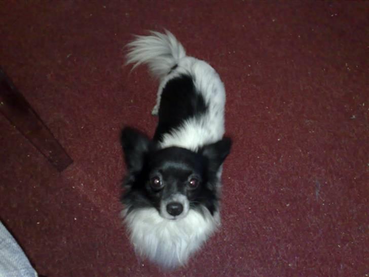 Blanding af racer Keld chihuahua/papillon - keld hos farmor billede 2