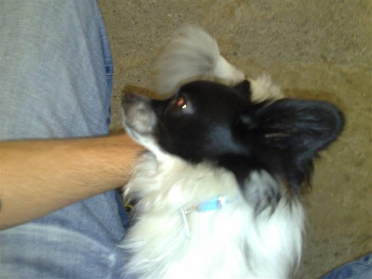 Blanding af racer Keld chihuahua/papillon - Keld bliver nusse af far billede 6