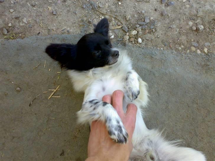 Blanding af racer Keld chihuahua/papillon - Elsker at blive nusse billede 3