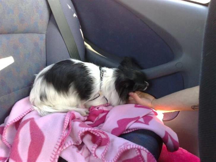 Blanding af racer Keld chihuahua/papillon - far og keld elsker at køre ture billede 7