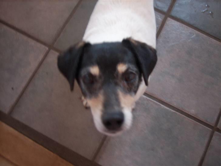 Dansk svensk gaardhund Vaks - Se lige miigh! Er jeg ikke bare så skøn og køn? <3 billede 1