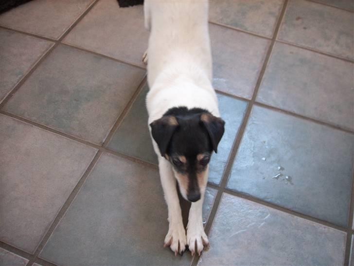 Dansk svensk gaardhund Vaks - OOOGSÅÅ Lige stræk ud! xD billede 2