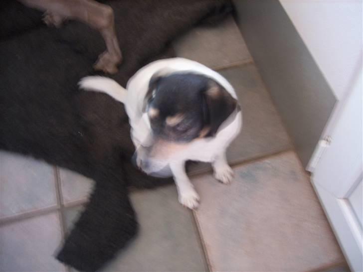 Dansk svensk gaardhund Vaks - Hvad var det? oo´ billede 3