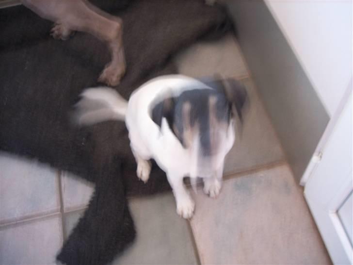 Dansk svensk gaardhund Vaks - *suk* Gid jeg var så høj! billede 4