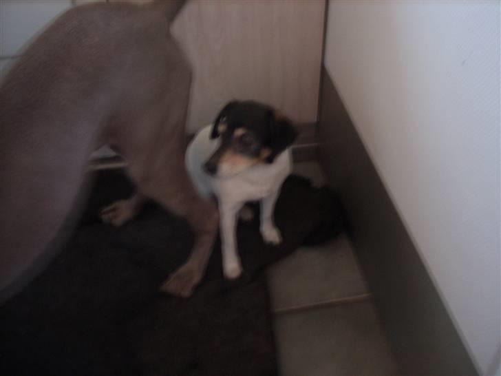 Dansk svensk gaardhund Vaks - AD! Stop! Hvorfor forstår du ikke jeg er sur nogle Gange? oo´ billede 5