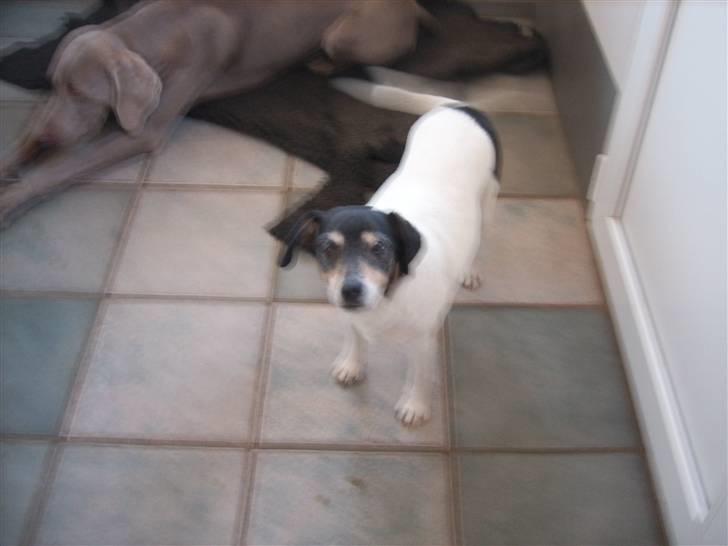 Dansk svensk gaardhund Vaks - Jeg overlevede! :) Tror jeg..? :´o billede 6