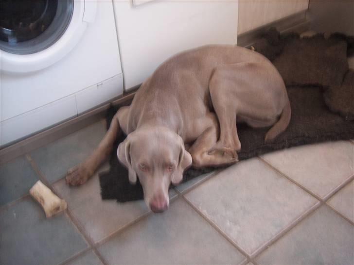 Weimaraner Bundy - Jeg fortjener det ikke... Men jeg har nub også spist det hele! :D billede 10