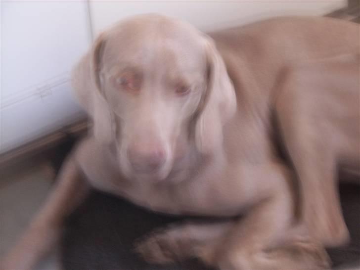 Weimaraner Bundy - Laaallalalaaa... jeg tror ikke jeg har gjordt noget endnu! :b billede 11